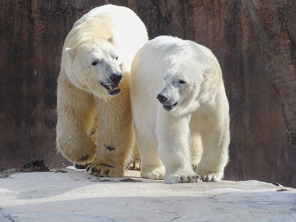 Polar Bears and Climate Change